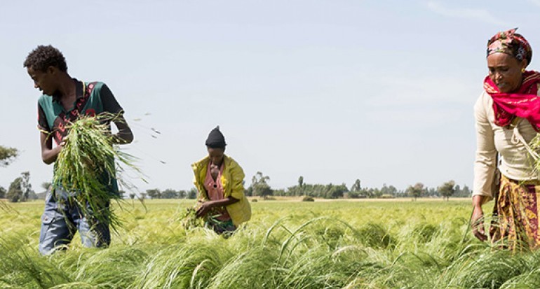 Perubahan Ethiopia Menjadi Adidaya Pertanian