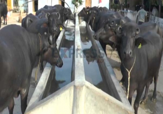 Indonesia Punya Kerbau Unik Penghasil Susu