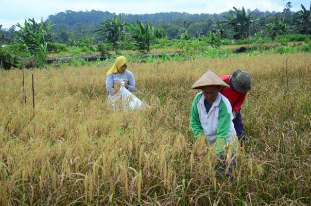 Produksi Padi di Bukit Langkap, Lingga Meningkat