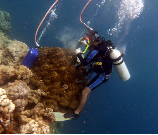 Rekaman dari Karang Ungkap Ancaman Bencana Iklim bagi Indonesia