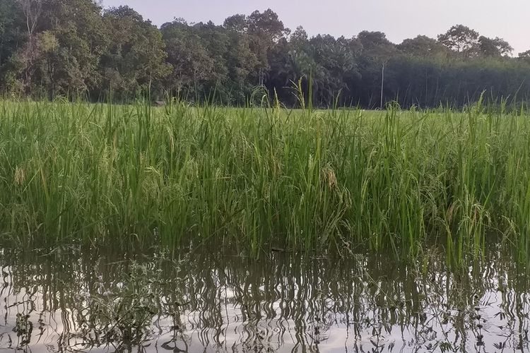 Petani di Bolmong Gagal Panen Akibat Banjir, Kementan Minta Petani Ikut Asuransi untuk Antisipasi