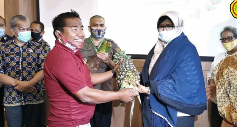 Nanas Pakpak, si Jumbo Ikon Baru dari Ujung Barat Sumatera 