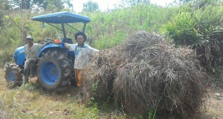 Berkat Sereh Wangi, Penghasilan Petani Makin Wangi