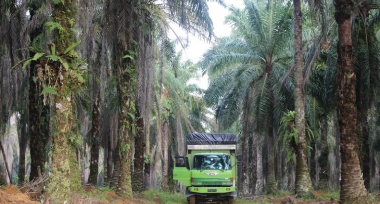 Bukan Culture Stelsel, Ini Suksestori Perkebunan Inti Rakyat Kelapa Sawit