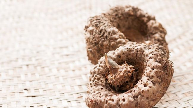 Cara Budidaya Porang, Tanaman Bernilai Ekonomis Tinggi