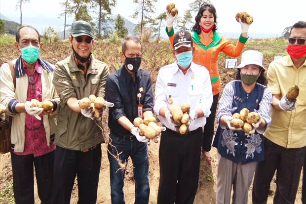 Semangat Gapoktan Baniara - Samosir Garap Kentang dan Ubijalar