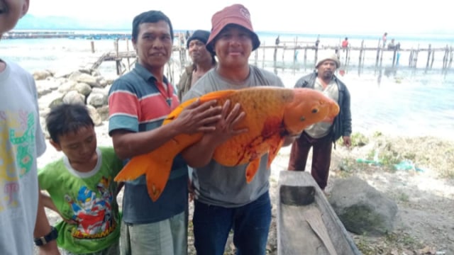 Ikan Mas Seberat 15 Kg di Danau Toba Tertangkap, Warga Resah Akan Ada Musibah