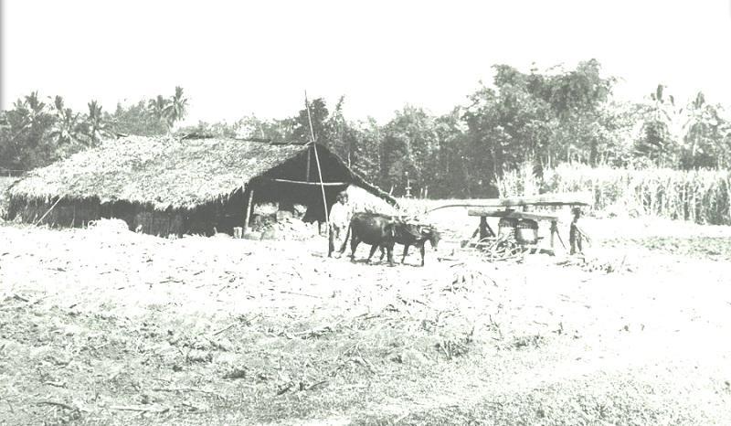 Dalam Sistem Tanam Paksa, Petani Ditindas Belanda dan Pejabat Bumiputera
