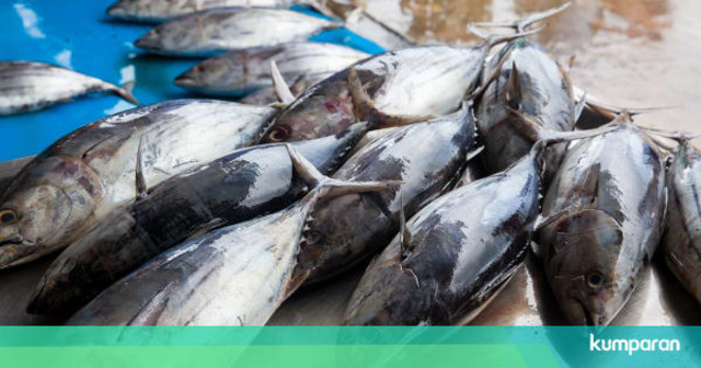 Hasil Perikanan Nusantara Turun 5,32 Persen Akibat Pandemi COVID-19