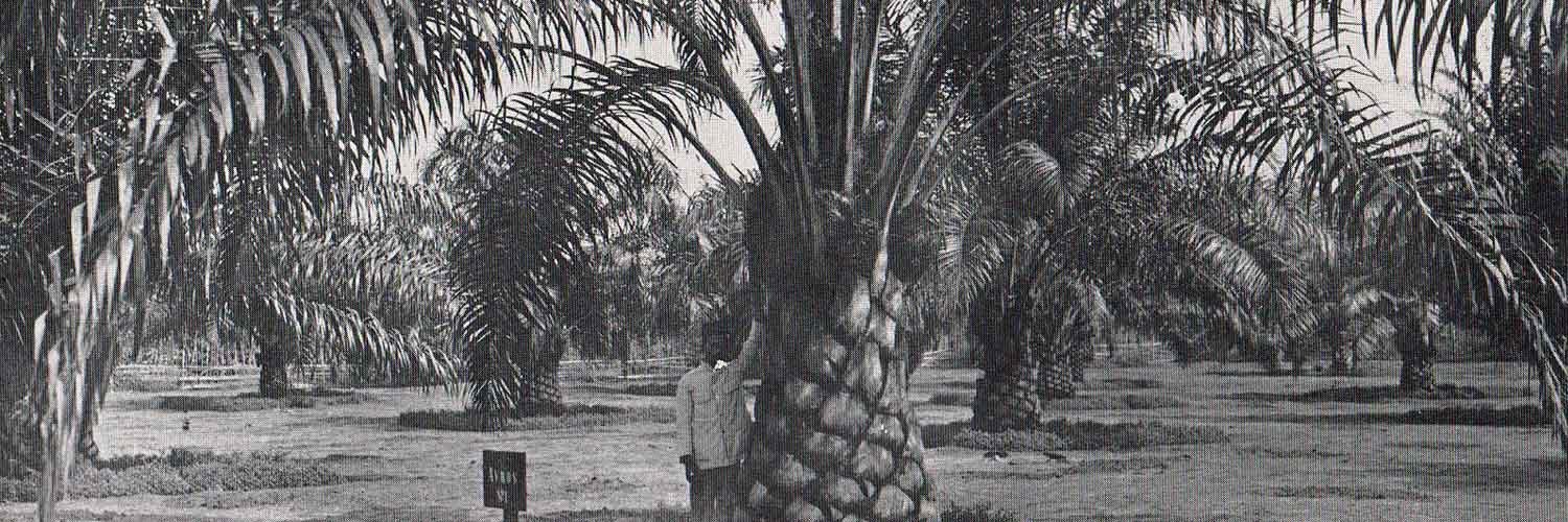 Manis Pahit Kelapa Sawit