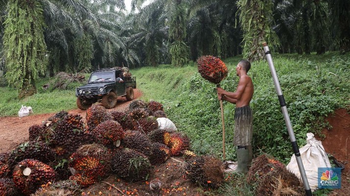 Produksi RI Turun, Harga CPO Dibawa Terbang Tinggi Hari Ini