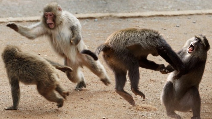 'Perbudak' Monyet, Kelapa Thailand Dilarang Masuk Inggris
