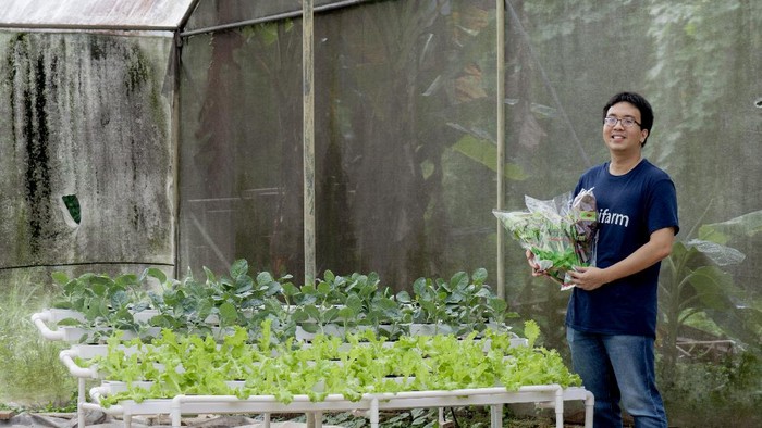 Renyahnya Peluang Bisnis Urban Farming, Cara Berkebun 'Kekinian' 