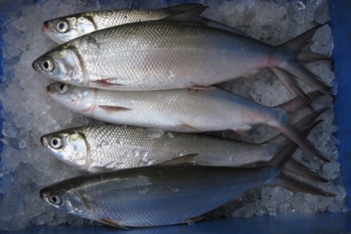 Sistem Panen ikan Bandeng