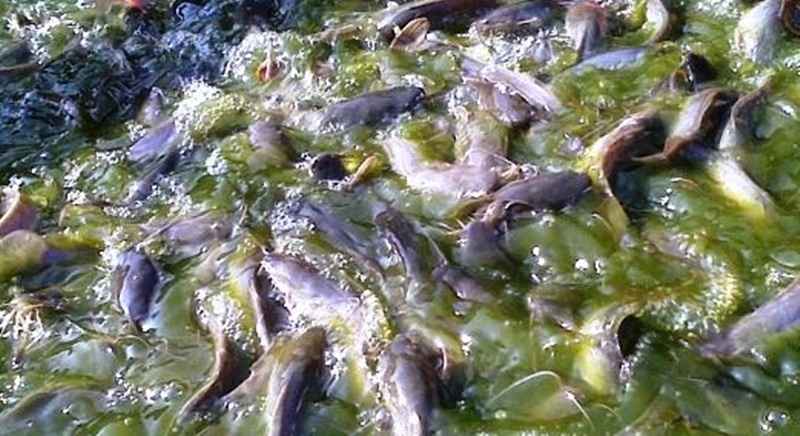 Laba Pembenihan Lele Bisa Tembus Ratusan Juta! Berani Coba?