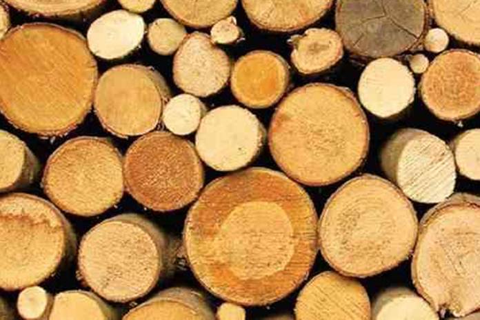 Trik Pengawetan Kayu Sengon untuk Menjaga Kualitasnya