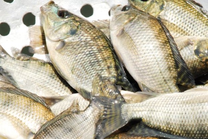 Tips Budidaya Baby Fish Nila yang Lezat