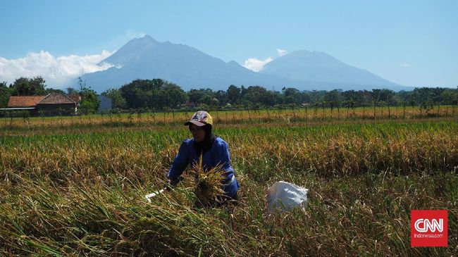Upah Buruh Tani Naik Jadi Rp55.613 pada Juli 2020