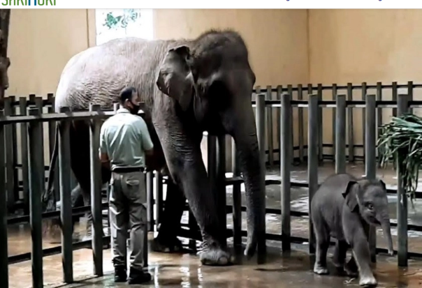 TSI II Prigen Pasuruan Berhasil Kembangbiakkan Gajah Sumatera