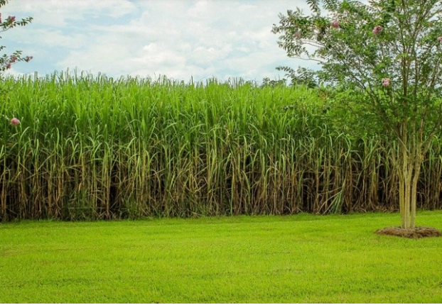 Langkah UEA Untuk Capai Ketahanan Pangan di 2021