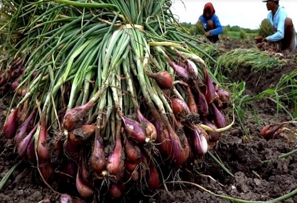 Harga Panen Bawang Merah di Nganjuk Anjlok
