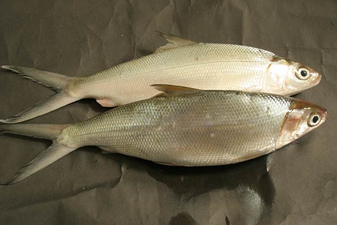 Cara Budidaya Ikan Bandeng di Air Tawar