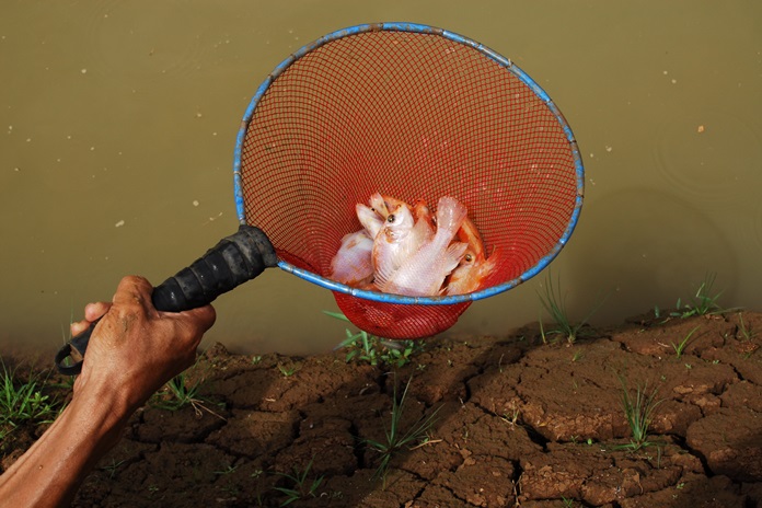 Kiat Sukses Pembesaran Ikan Nila selama 2,5 Bulan