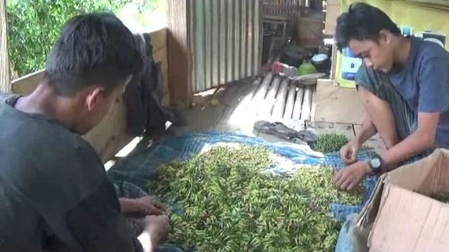 Petani Keluhkan Harga Cengkeh di Tolitoli, Sulteng, Turun Tajam