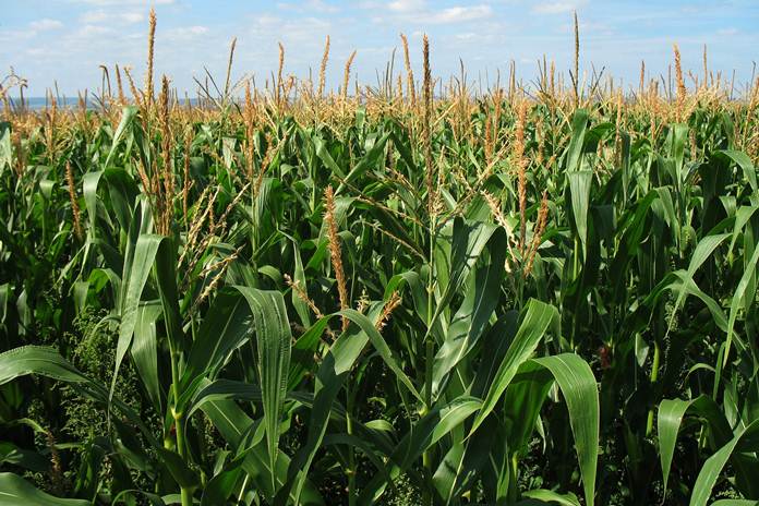Cara Budidaya Jagung Tanpa Olah Tanah