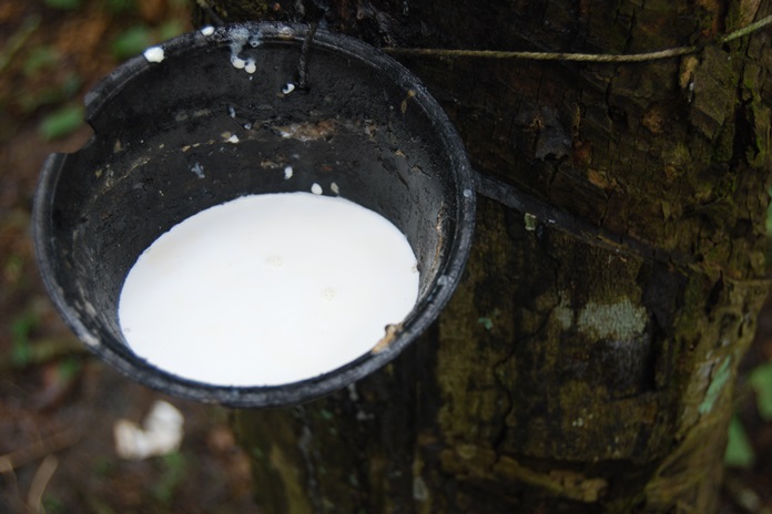 Cara Mencegah Prakoagulasi pada Getah Karet