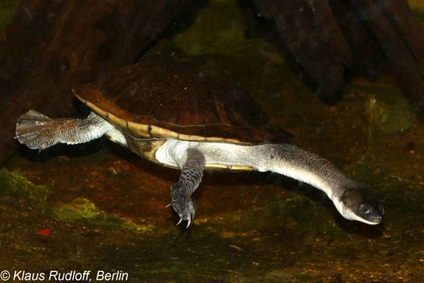 Miris Banget, Kura-kura Leher Ular Pulau Rote Dinyatakan Punah