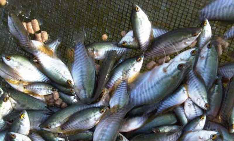 Proses Budi Daya Ikan Sepat