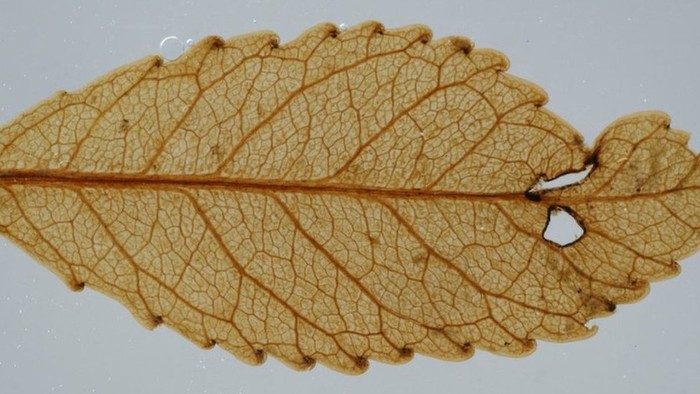 Fosil Dedaunan Berusia 23 Juta Tahun Ditemukan di Selandia Baru