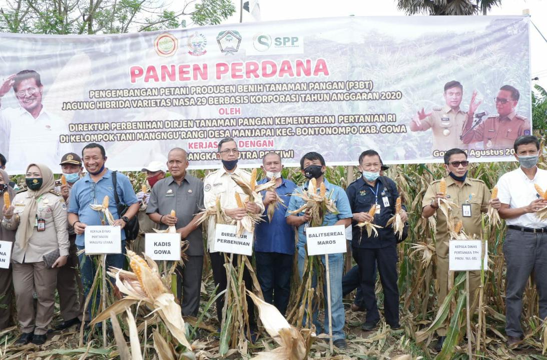 Berkat Program Kementan, Gowa Mandiri Produksi Benih Jagung Hibrida
