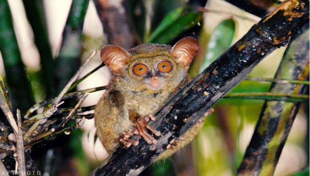 Desa Makarti Jaya Sudah Memiliki Homestay untuk Sambut Wisatawan