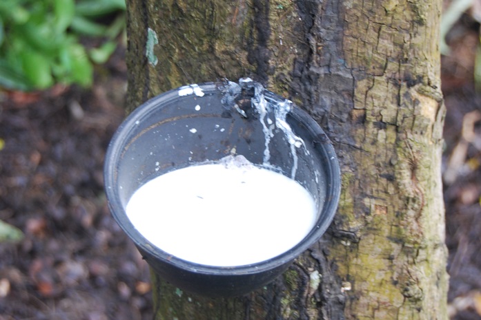 Penyebab Getah Karet Menggumpal atau Prakoagulasi