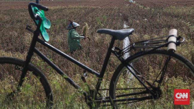 Dilanda Pandemi, Kementan Gigih Upayakan Penyediaan Pangan