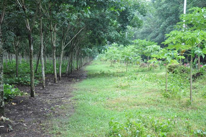 Cara Mengatasi Hama Pohon Karet