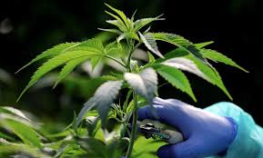 Kementan Tetapkan Ganja Tanaman Obat, BNN: Bertentangan dengan UU!