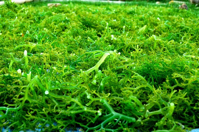 Waspada Hama yang Mengganggu Produksi Rumput Laut