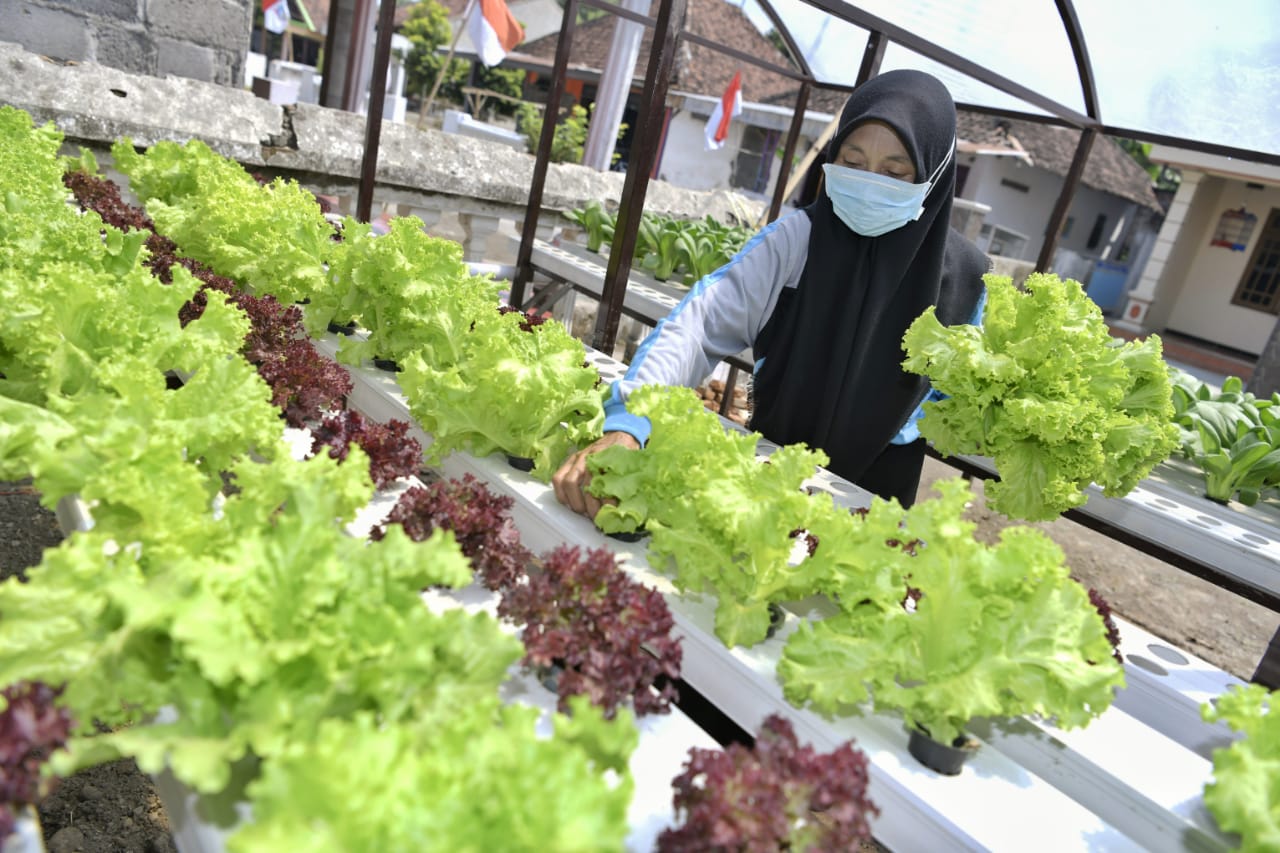Mendes Resmikan Kampung Hidroponik Desa Bedahlawak