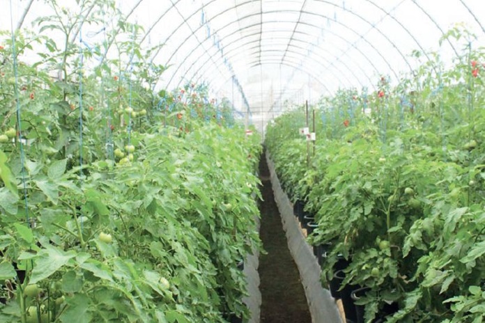 Cara Mengatasi Penyakit dan Hama yang Menyerang Tanaman Tomat