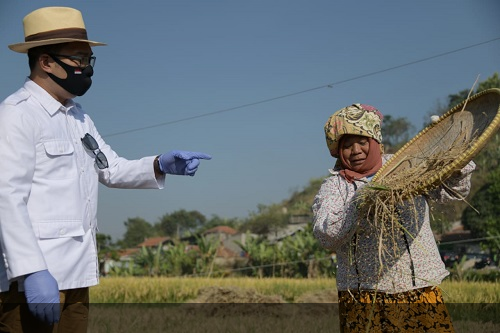 Panen Raya Padi Hasil Metode Jamu Organik Biogro