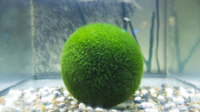 Marimo si 'Bola Lumut', Tanaman Hias nan Menggemaskan