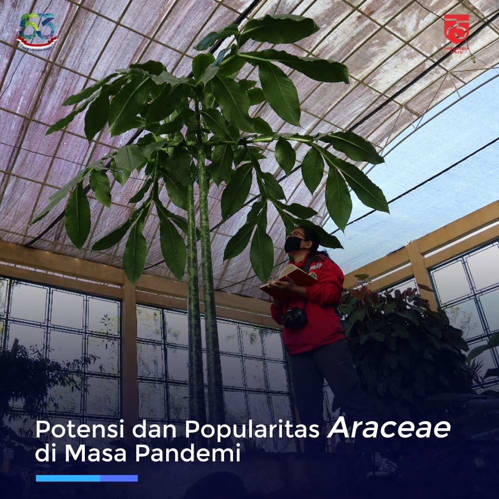 Potensi dan Popularitas Araceae di Masa Pandemi