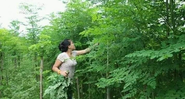 Aneka Sayuran Superfood, Cukup Tanam di Pekarangan