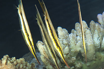 Ikan Ini Berenang dengan Gaya Nungging