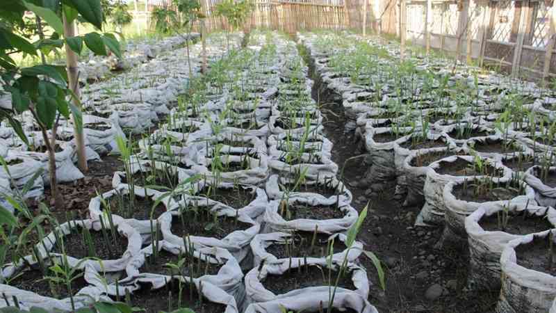 Tips Pintar Budidaya Jahe Merah di Karung