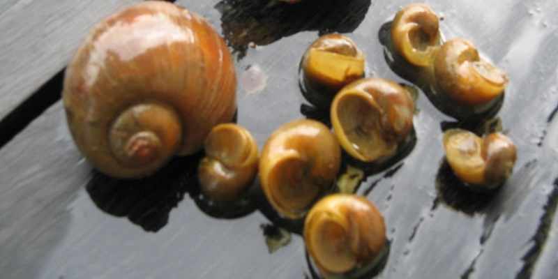 Begini Caranya Budidaya Keong Mas untuk Pakan Ternak
