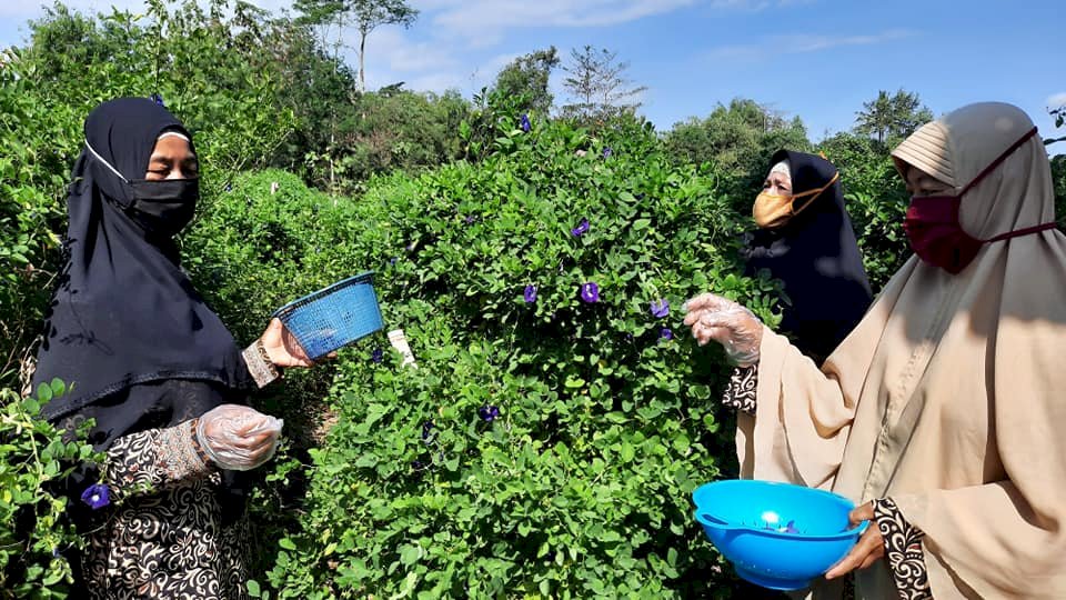 Budidaya Bunga Telang Kompakkan Warga RT 03 Kepuh Kulon Wirokerten